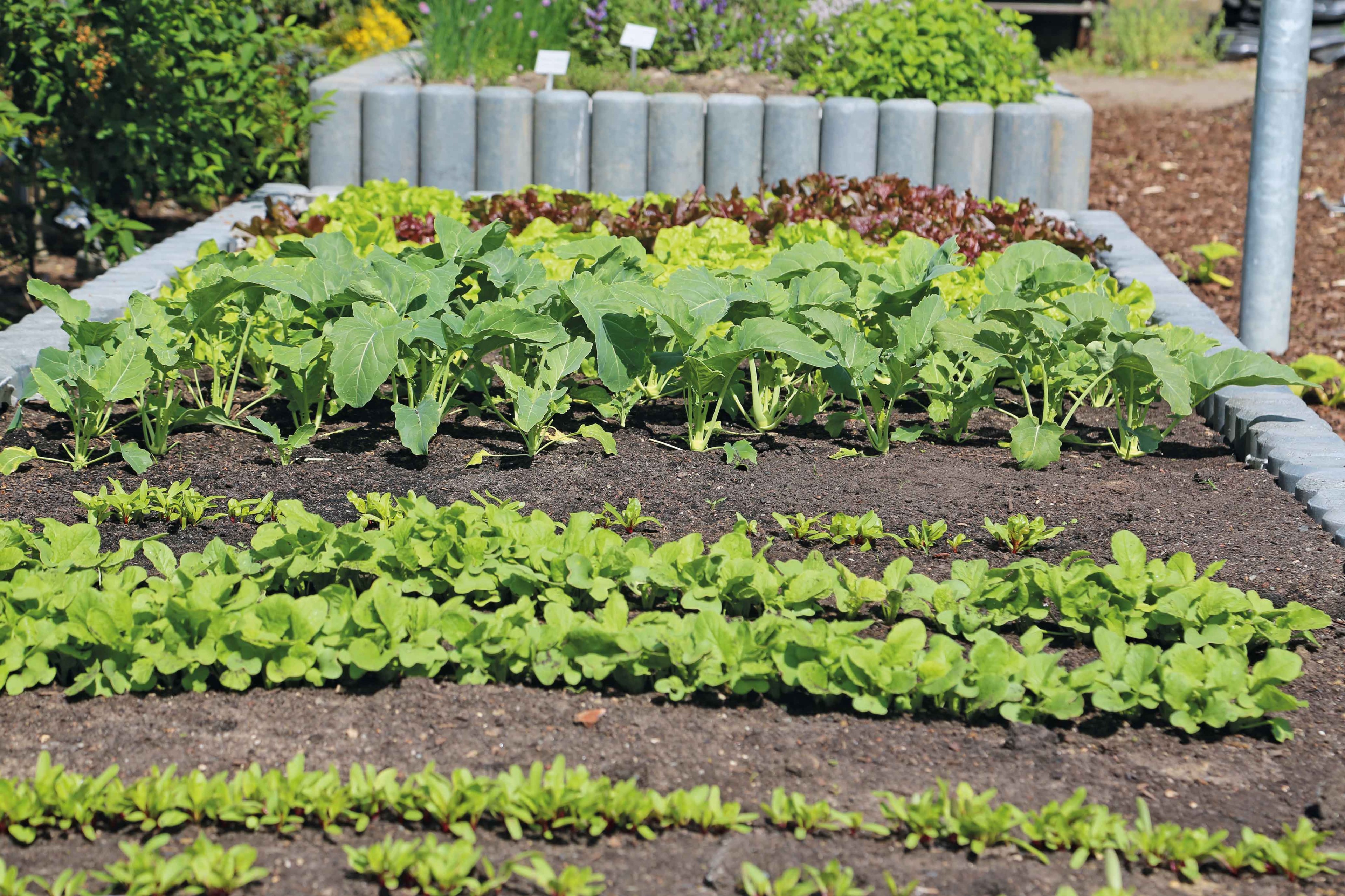 Bepflanztes Beet Foto: Knut Diers