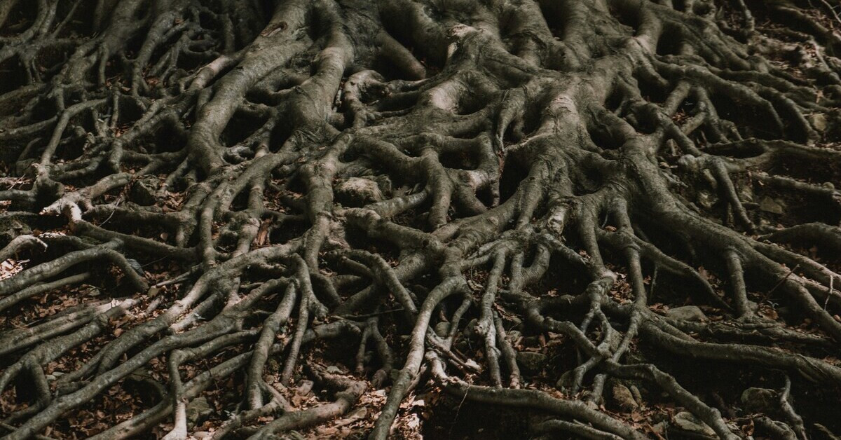 Baumwurzeln im Wald, Nahaufnahme von verwurzeltem Boden