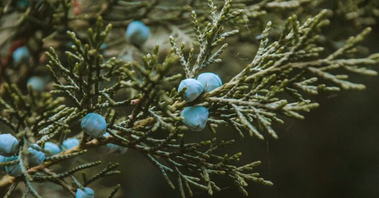 Wacholderzweig mit reifen Wacholderbeeren in Nahaufnahme