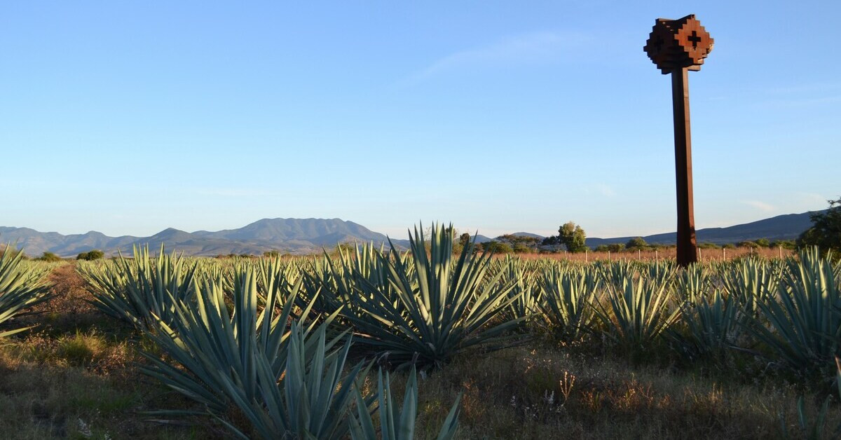 Landschaft in Mexiko mit Agavenfeld und Bergen im Hintergrund