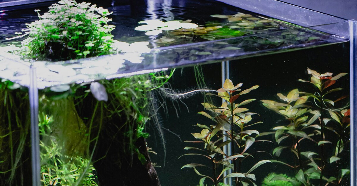 Heimaquarium mit Wasserpflanzen und Unterwasserlandschaft