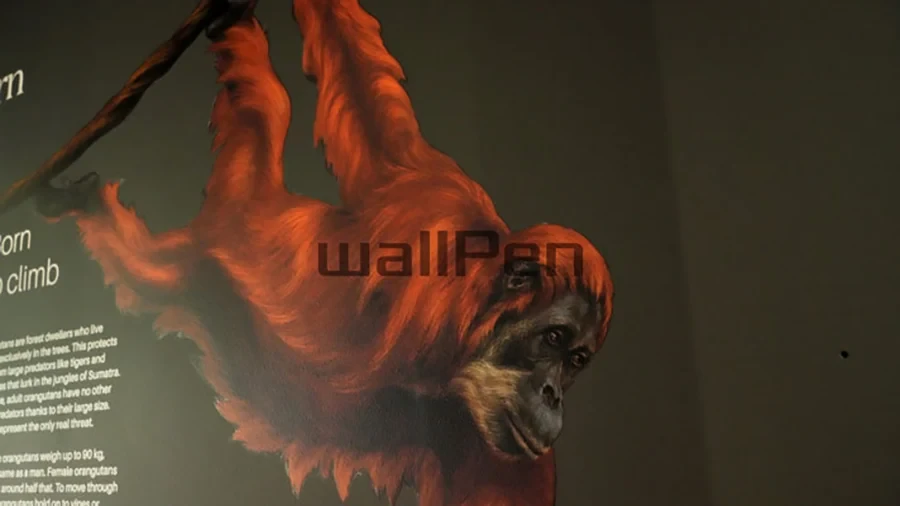 Wanddruck eines Orang-Utans mit Wanddrucker, Beispiel für Wandgestaltung mit Wanddrucker