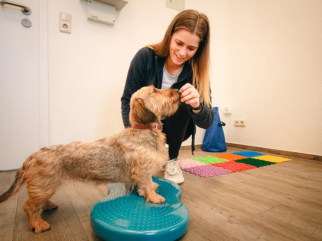 Hundephysiotherapie mit einem Dackel auf einem Balancekissen in einer Praxis