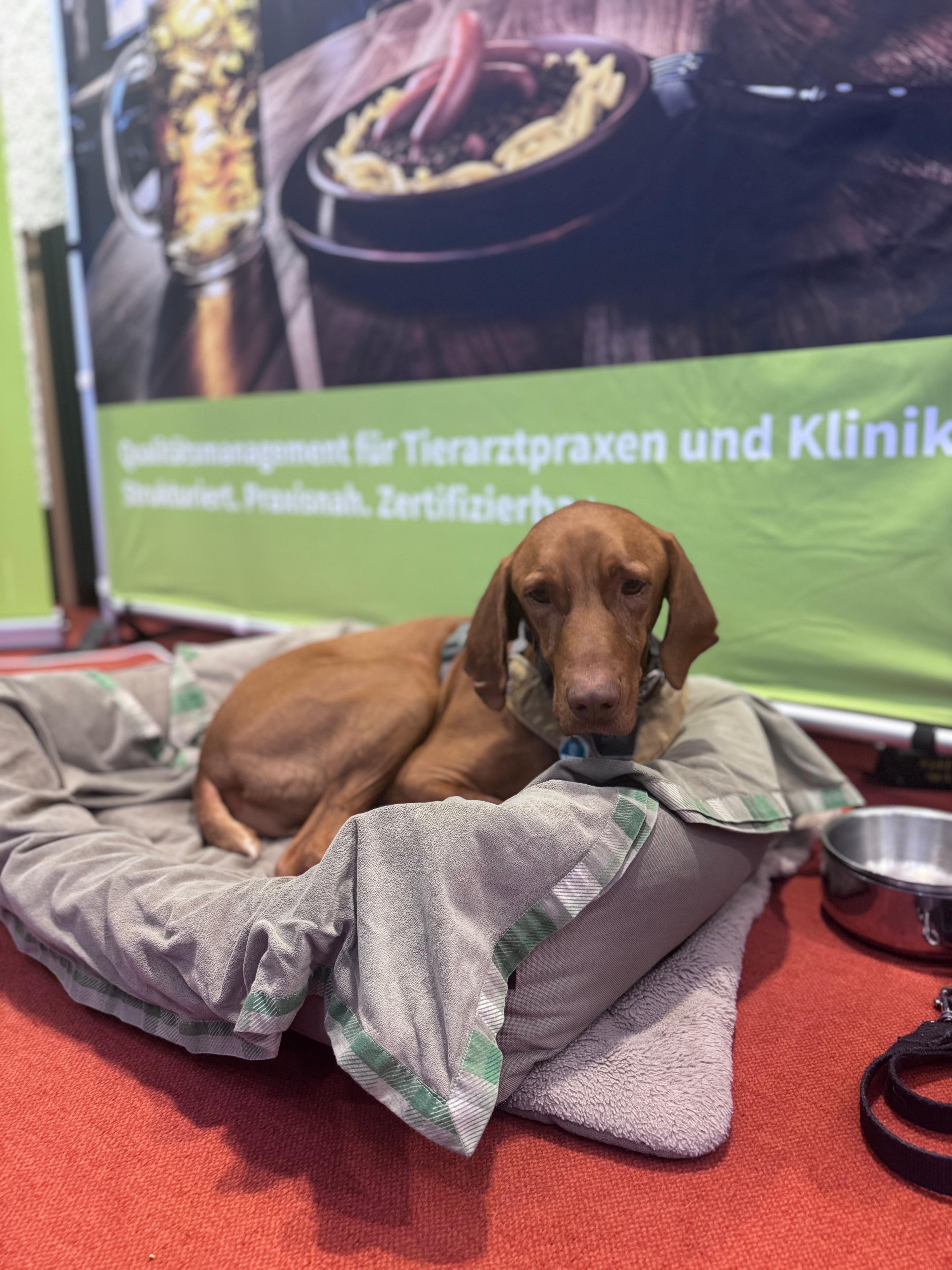Hund liegt auf Hundebett vor Banner mit Text zu Qualitätsmanagement für Tierarztpraxen und Kliniken