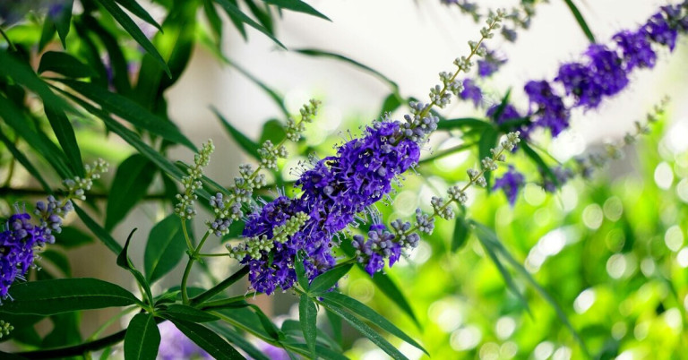 Mönchspfeffer Pflanze in voller Blüte Mönchspfeffer Pflanze mit lila Blüten