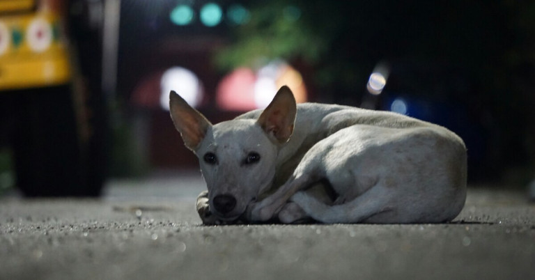 Straßenhund bei Nacht auf der Straße Straßenhund liegt nachts auf der Straße