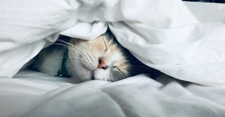 Katze mit guter Schlafhygiene – entspannt schlafende Katze unter Decke Katze mit guter Schlafhygiene liegt entspannt unter einer weißen Decke und schläft