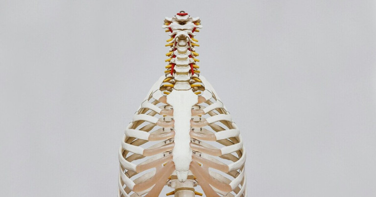 Skelett von vorne mit Wirbelsäule und Rippen, anatomisches Modell