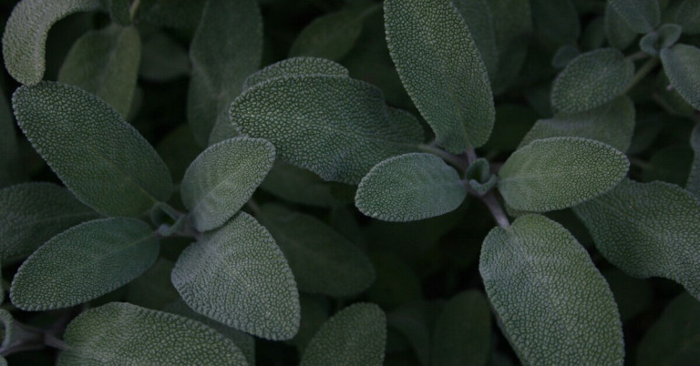 Salbei Blätter Nahaufnahme – Heilpflanze und Gewürz