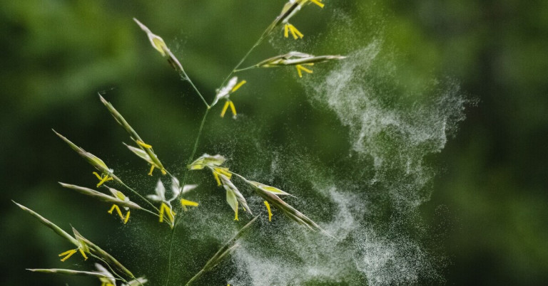 Pollenflug von Gräsern in der Natur, Nahaufnahme