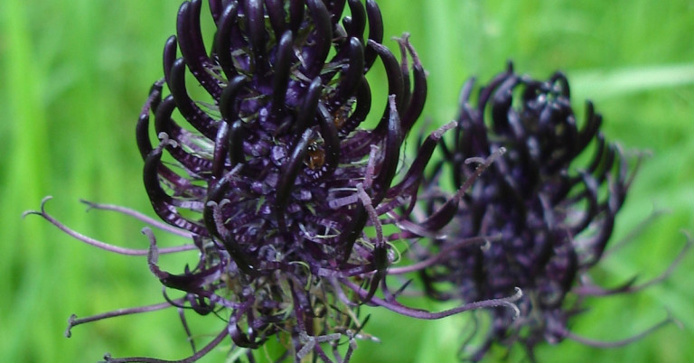 Schwarze Teufelskralle – Detailaufnahme der Blüte in der Natur Nahaufnahme der Blüte der schwarzen Teufelskralle (Phyteuma nigrum) vor grünem Hintergrund