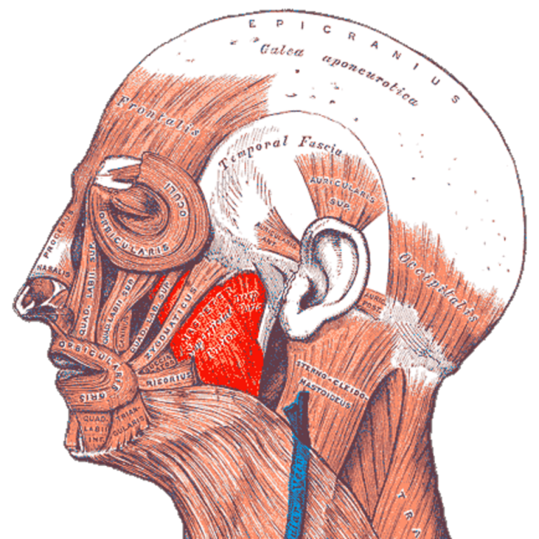Anatomische Darstellung des Musculus masseter am menschlichen Kopf