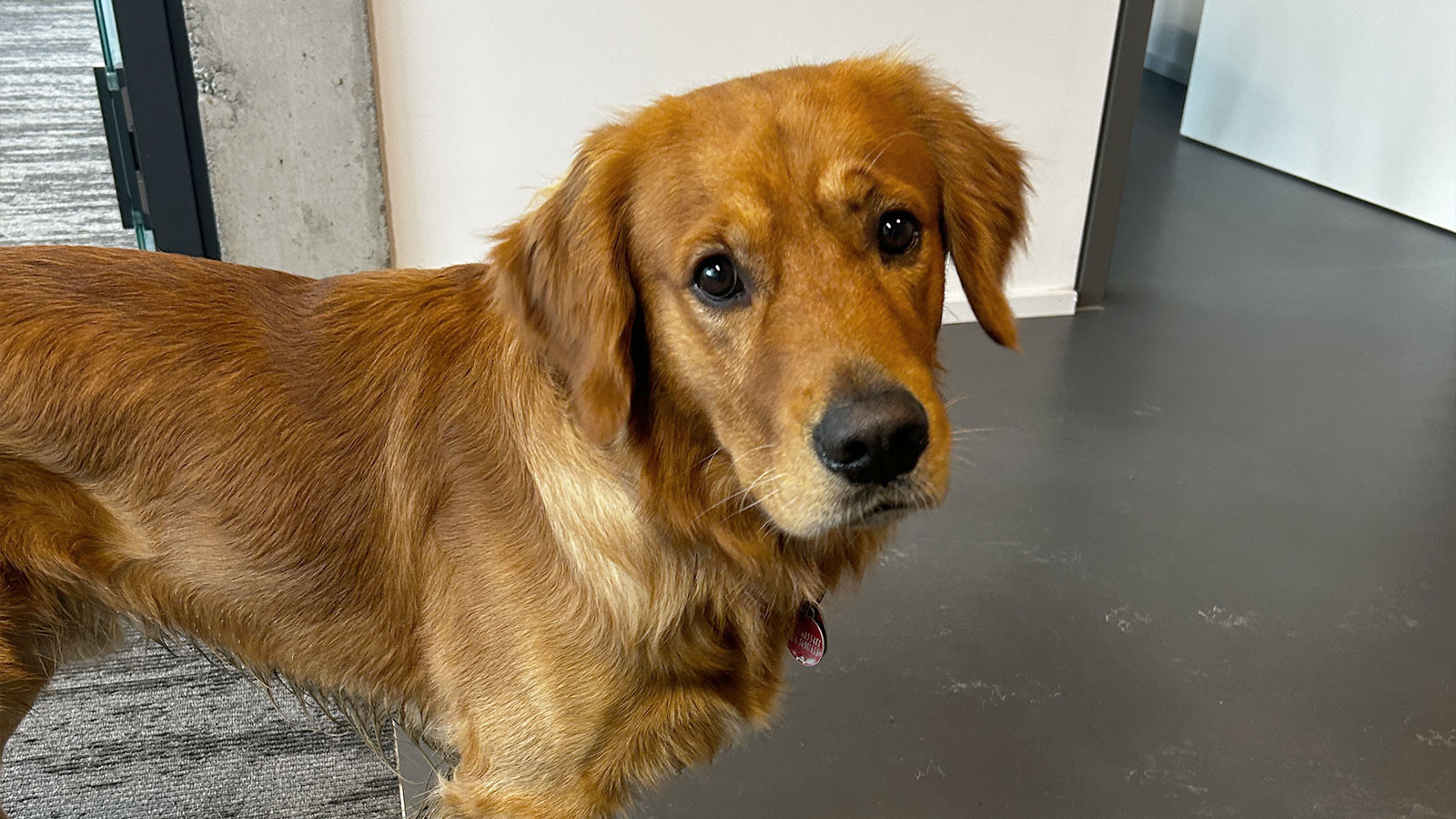 Porträt eines Golden Retrievers in Innenraum