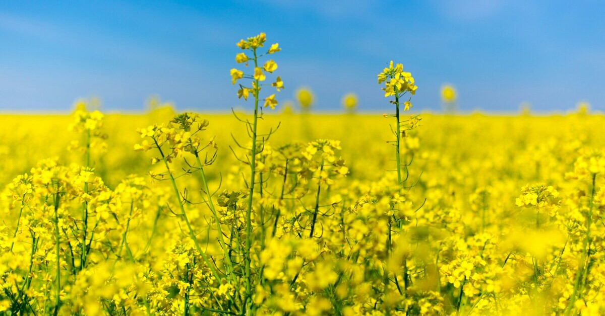 Blühendes Rapsfeld unter blauem Himmel im Frühling