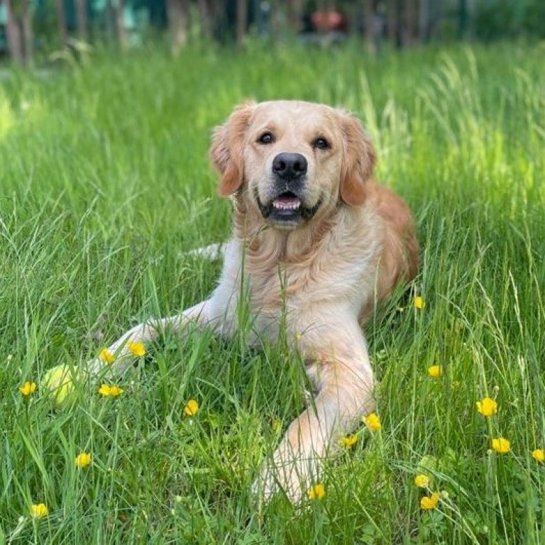 Leo, Apothekenhund