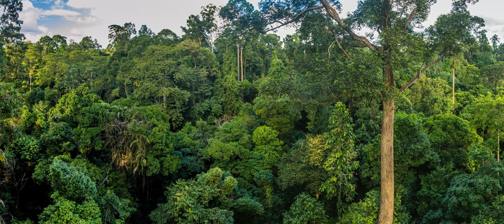 Dichter tropischer Regenwald mit üppigem Grün, adobestock-395655188-web