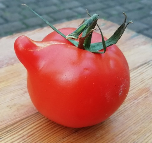 Rote Tomate mit ungewöhnlicher Form auf Holzuntergrund – tomate-web