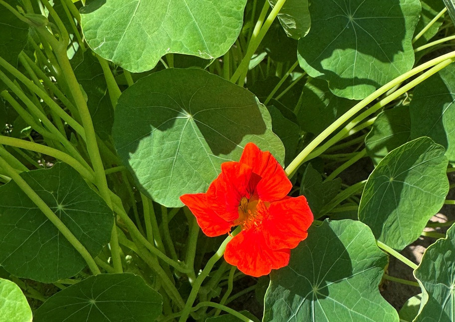 Leuchtend orangefarbene Blüte der Kapuzinerkresse mit grünen Blättern im Sonnenlicht