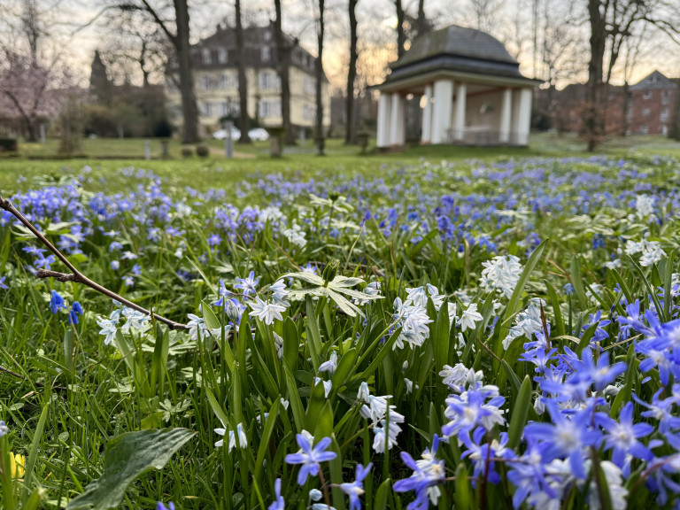 Sonnengarten Bad Nenndorf: Frühlingsblumen und Pavillon – Foto von Andrea Goettling Frühlingsblumen im Sonnengarten Bad Nenndorf mit Pavillon und Villa im Hintergrund, Foto von Andrea Goettling