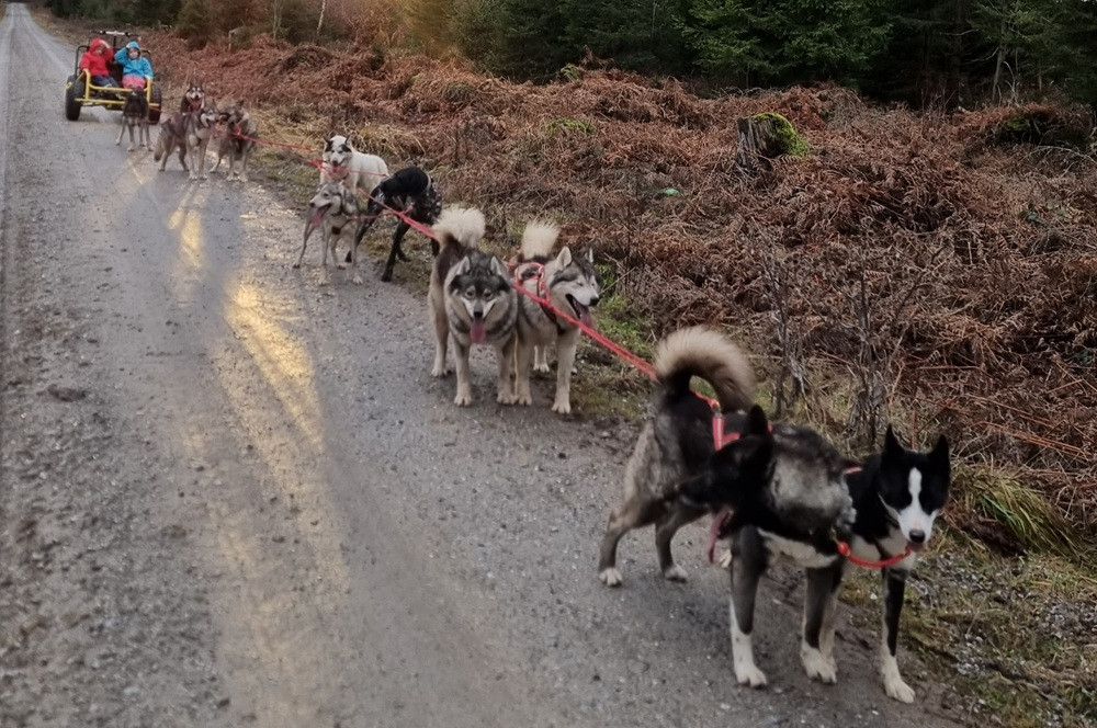 Schlittenhunde bei einer Wildguide-Tour im Wald auf einem Schotterweg