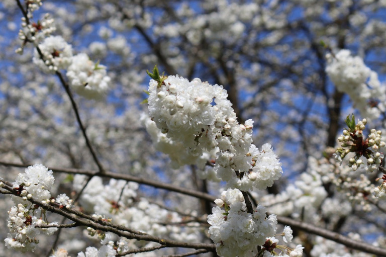 Blühender Kirschbaum im Frühling – Webmagazin Bild Blühender Kirschbaum im Frühling, Nahaufnahme für Webmagazin