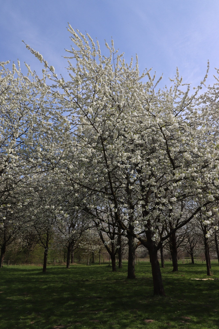 webmagazin-2: Blühende Kirschbäume im Frühling auf einer Obstwiese Blühende Kirschbäume im Frühling unter blauem Himmel – webmagazin-2