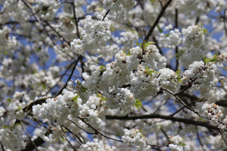 webmagazin-3: Blühende Kirschbaumzweige im Frühling Blühende Kirschbaumzweige im Frühling, aufgenommen für webmagazin-3