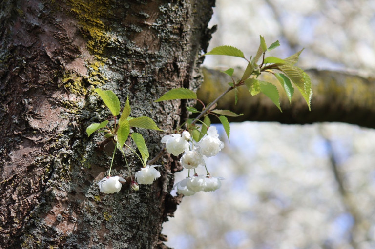 Kirschblüten am Baumstamm im Frühling – Naturfoto für Webmagazin Blühende Kirschblüten an einem Baumstamm im Frühling, Nahaufnahme für Webmagazin