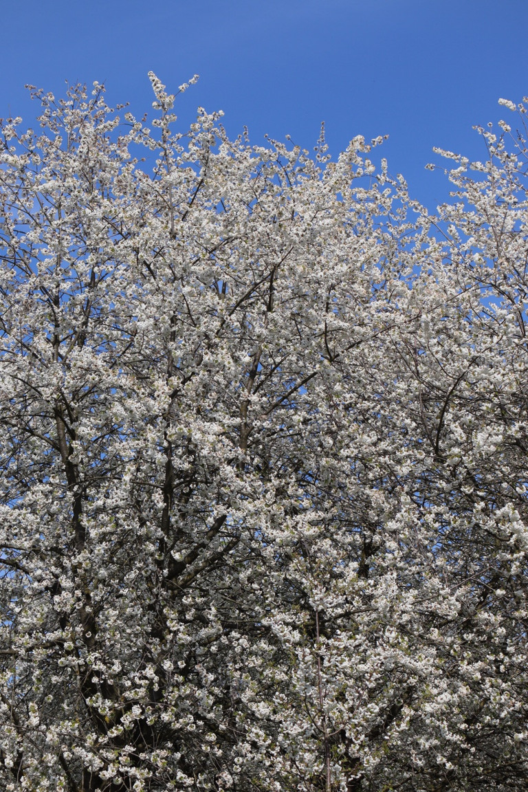 webmagazin-7: Blühender Kirschbaum im Frühling mit blauem Himmel Blühender Kirschbaum im Frühling unter blauem Himmel – webmagazin-7