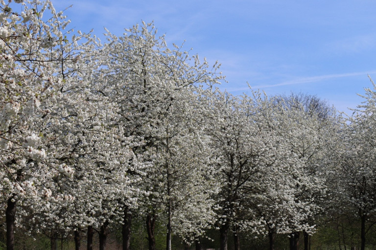 webmagazin-8: Blühende Bäume im Frühling unter blauem Himmel Blühende Bäume im Frühling unter blauem Himmel – webmagazin-8