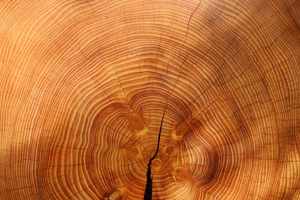 Couleur Jahresringe eines Baumstamms, Nahaufnahme der Holzstruktur und Wachstumsringe