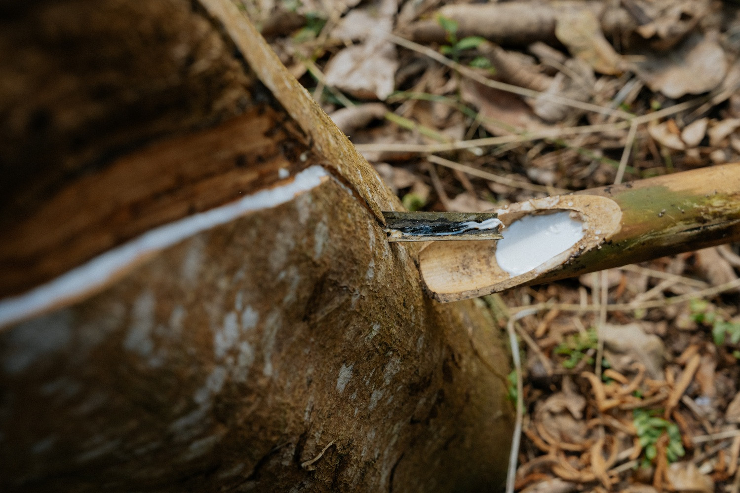 Gewinnung von Naturkautschuk an einem Baum im Rahmen des Conti und GIZ Projekts