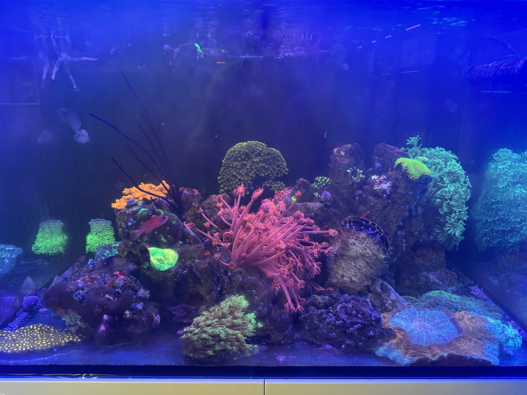 Buntes Meerwasseraquarium mit Korallen und Fischen, aufgenommen unter blauem Licht