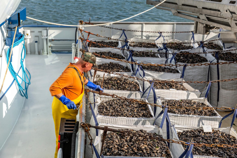 Frisch gefischte Miesmuscheln in großen Säcken auf dem Deck eines Kutters.