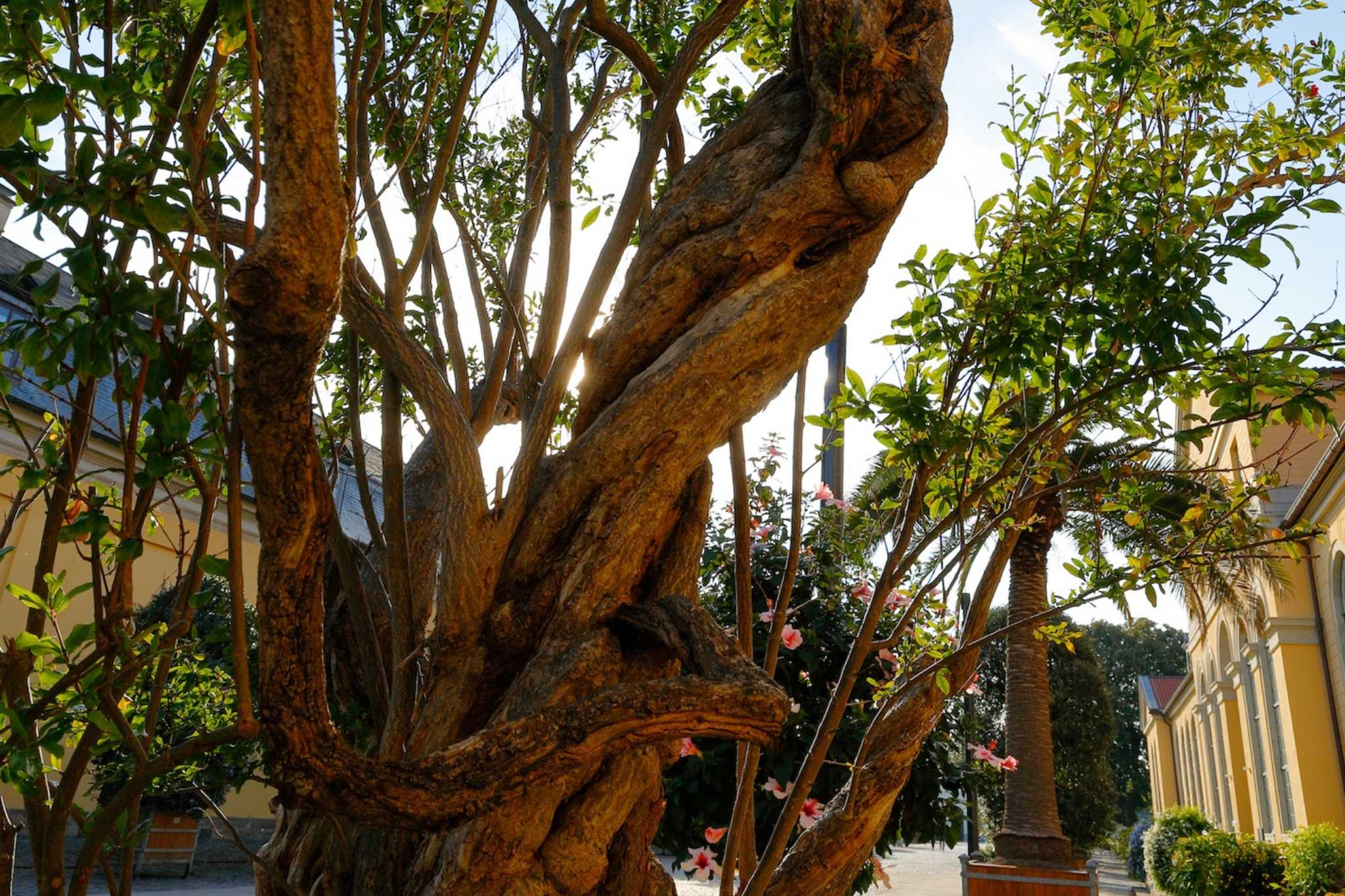 Granatapfelbaum im Sonnenlicht mit grünen Blättern Granatapfelbaum mit dicker Rinde und grünen Blättern im Sonnenlicht