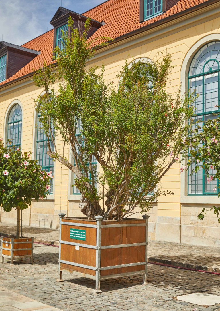Granatapfelbaum in einem großen Pflanzkübel vor einem historischen Gebäude