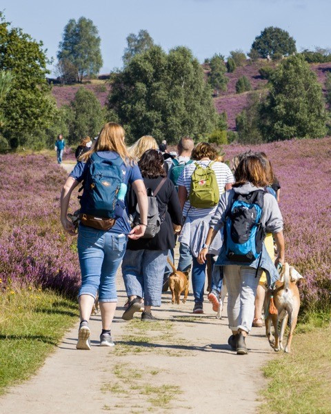 Gruppe von Wanderern mit Hunden in der Heide bei Hannover