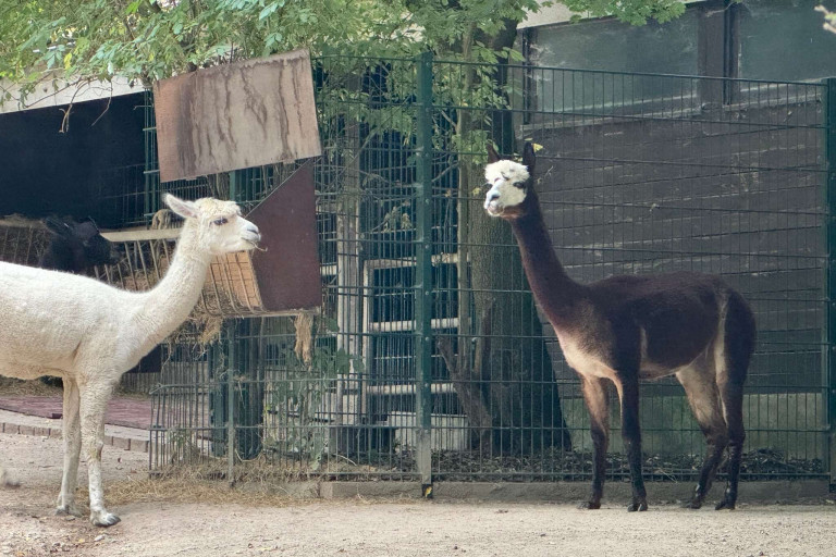 Alpaka Merle und weiteres Alpaka im Gehege Zwei Alpakas im Gehege, eines davon hei
t Merle