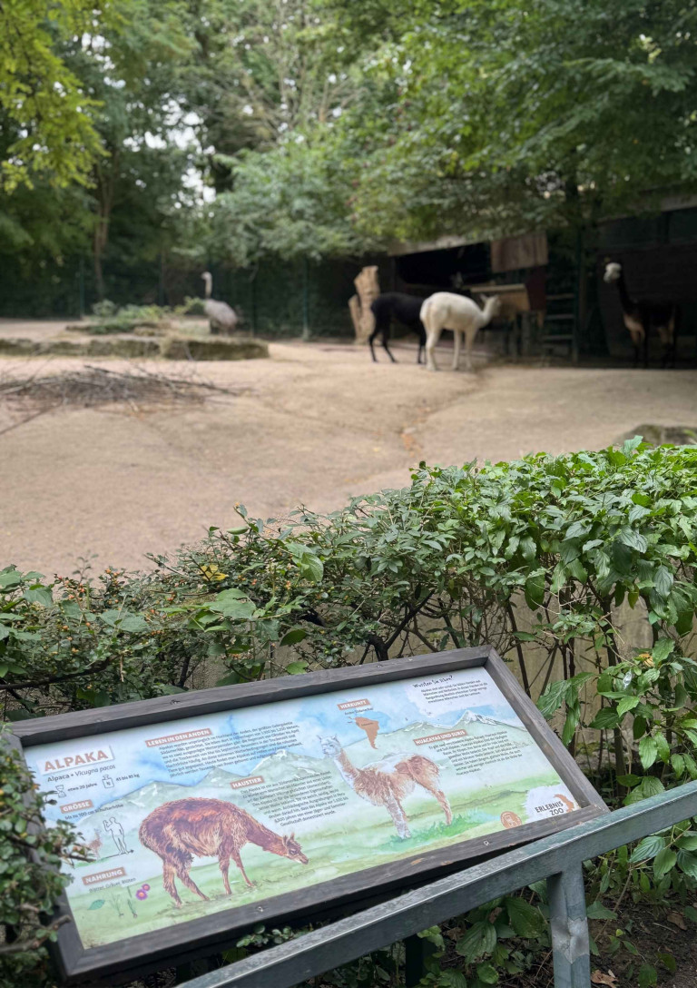 Alpakas im Zoo mit Informationstafel – merle-3.jpg Alpakas im Gehege mit Infotafel im Vordergrund, Foto merle-3.jpg