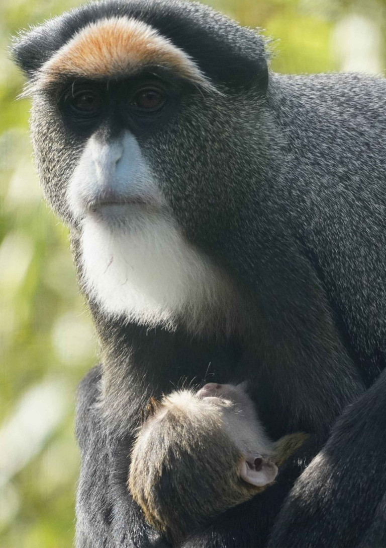 Affe mit Nachwuchs im Zoo – Muttertier mit Jungtier