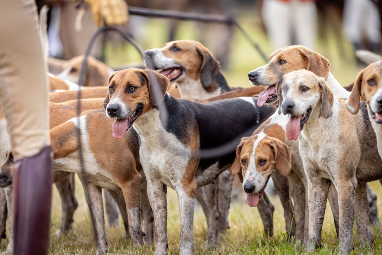 Jagdhunde bei einer traditionellen Jagd auf einer Wiese Jagdhunde bei einer traditionellen Jagd auf einer Wiese
