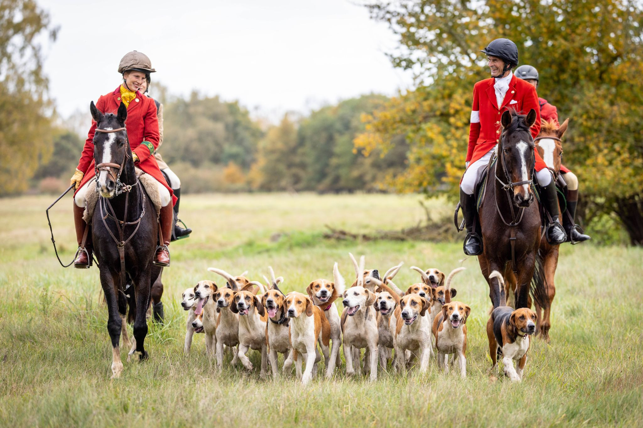 Traditionelle Jagd mit Reitern und Jagdhunden auf einer Wiese Reiter in roten Jagdjacken auf Pferden mit einer Gruppe von Jagdhunden bei einer traditionellen Jagd im Grünen