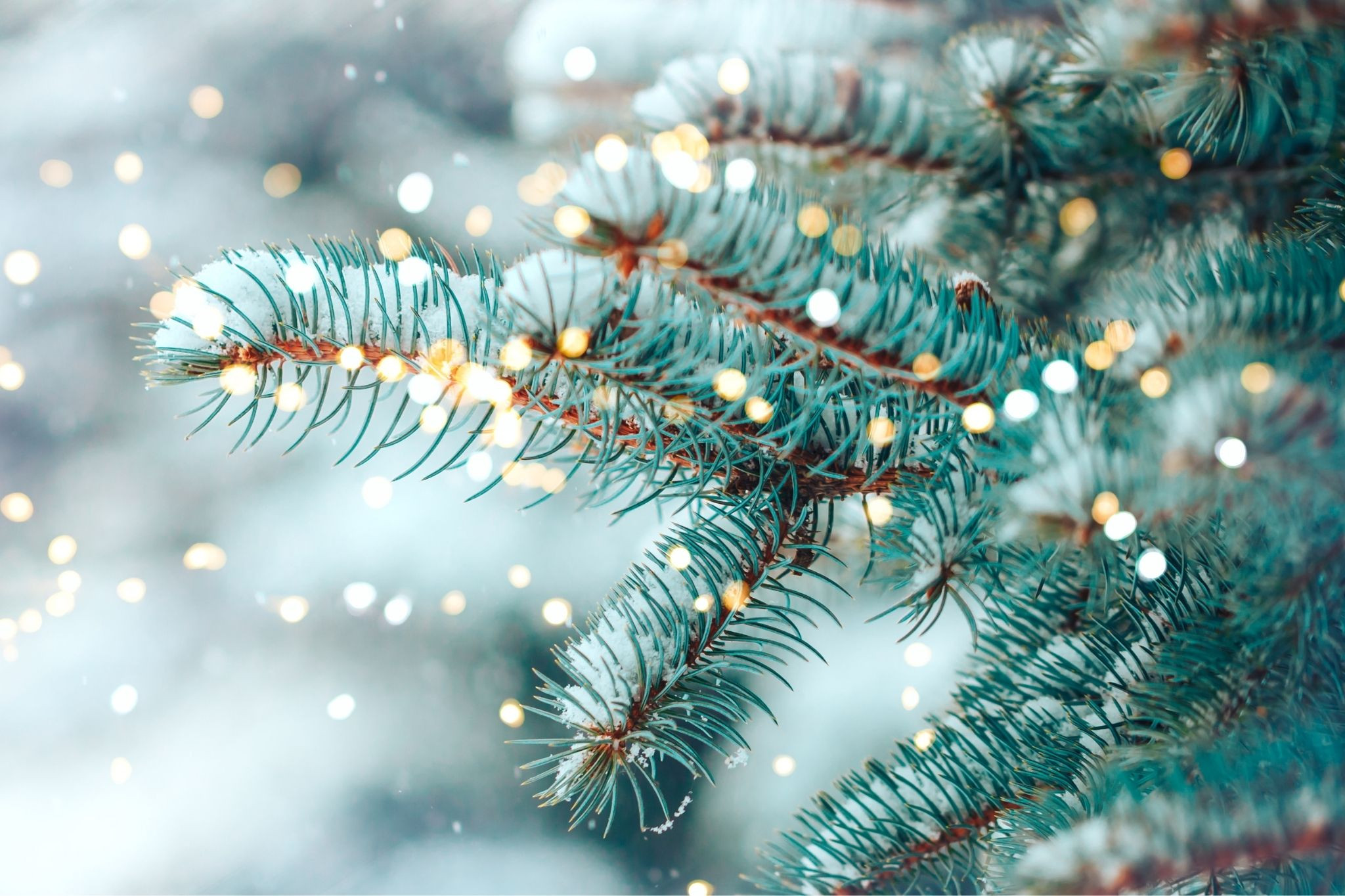 Verschneite Tannenzweige mit Lichterglanz – Winterimpression bei Mantelhaus Kaiser