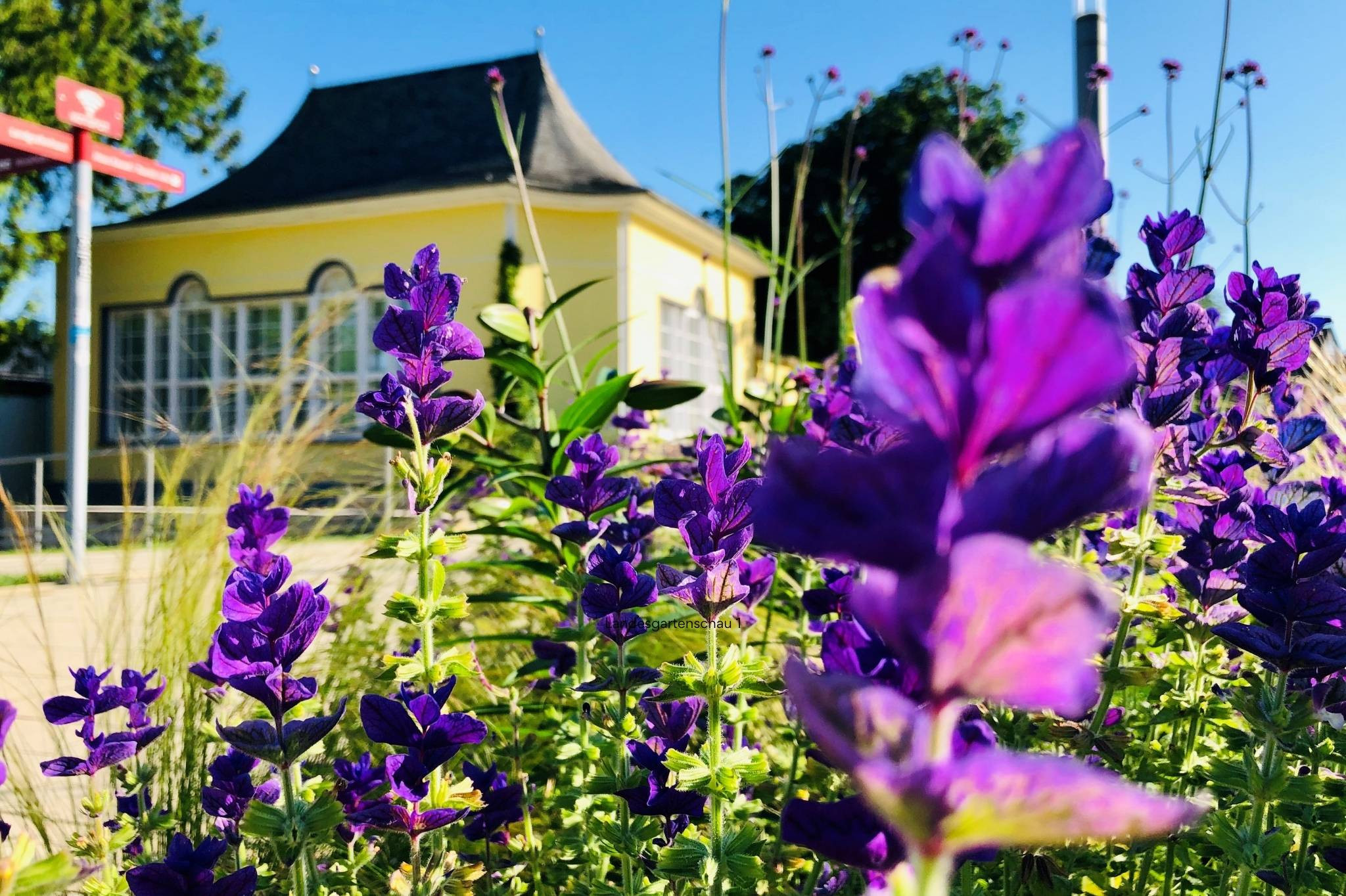 Lila Blumen und gelbes Gebäude bei der Landesgartenschau