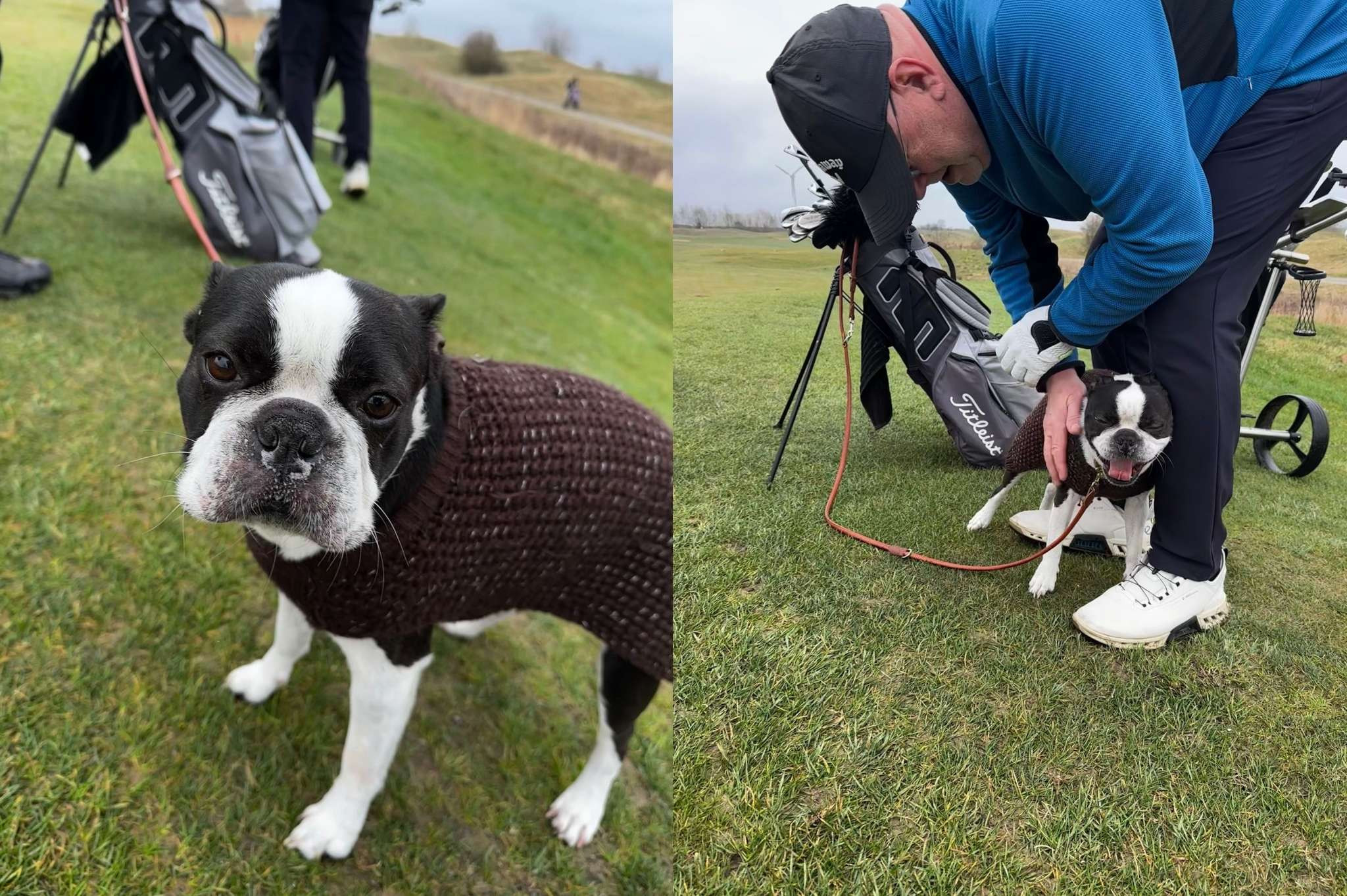 Grasgeflüster 3 Aufmacher: Hund im braunen Pullover auf dem Golfplatz mit Golfer und Golfausrüstung
