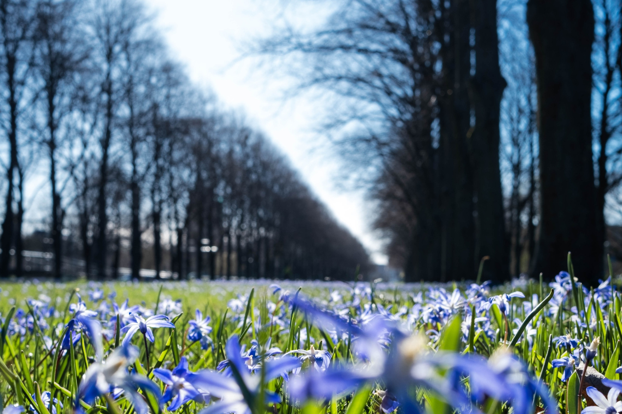 Blaue Frühlingsblumen auf der Herrenhäuser Allee in Hannover, gesäumt von kahlen Bäumen im Sonnenlicht
