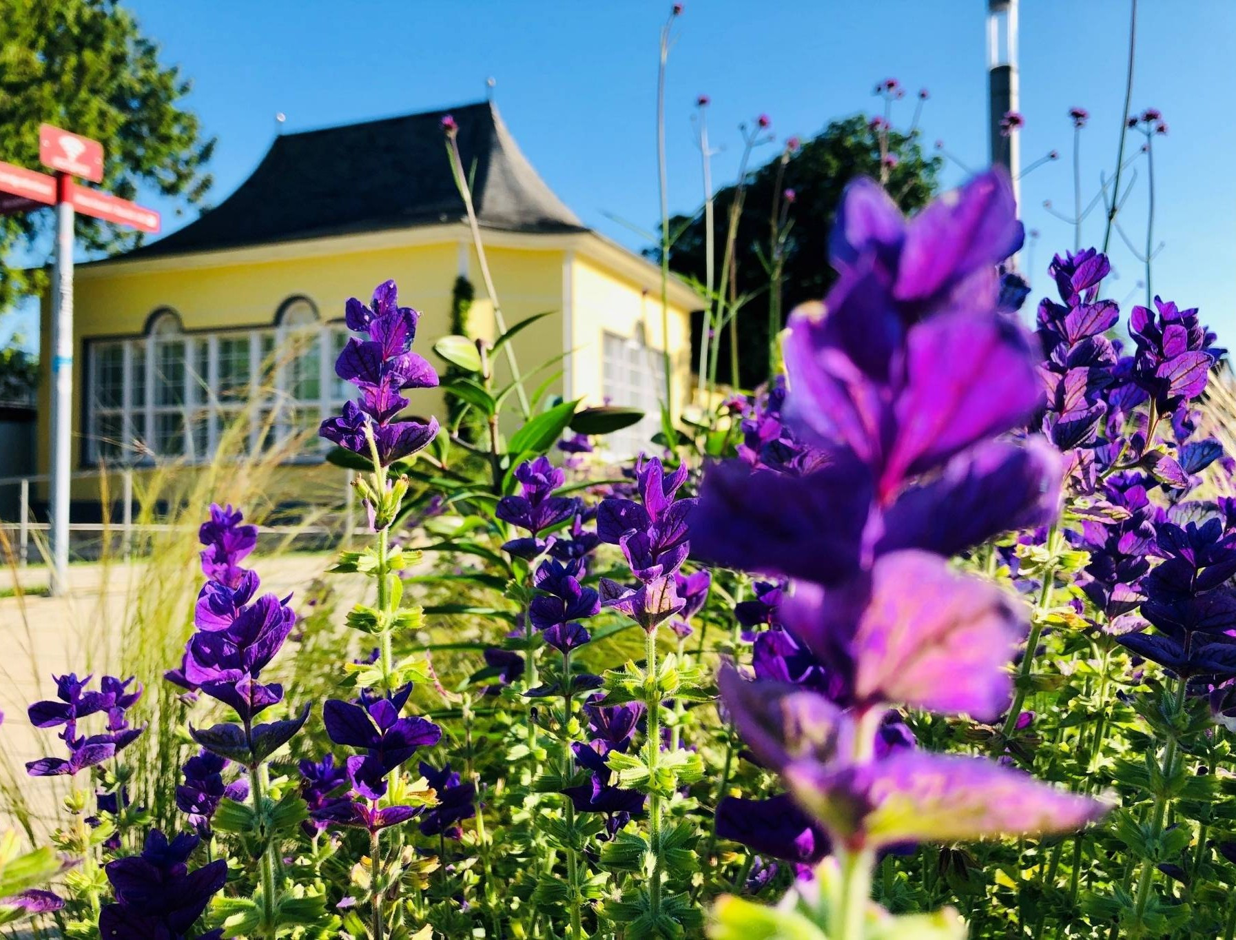 Lila Blüten im Vordergrund vor einem gelben Haus bei Sonnenschein, aufgenommen für Nobilis Web