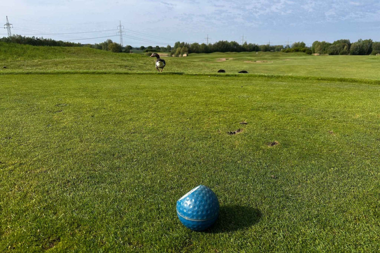 Grasgeflüster: Golfball und Gans auf einem gepflegten Golfplatz