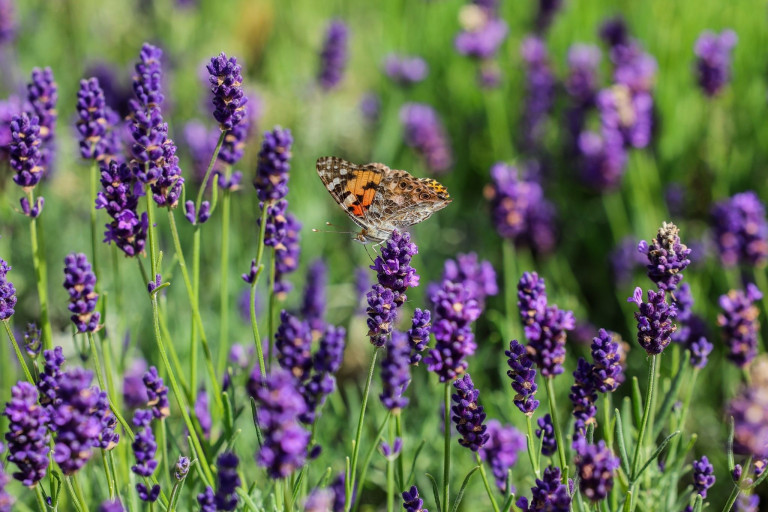 Schmetterling auf Lavendel im Garten – hannovers-koche-4 Schmetterling auf Lavendelblüten im Garten – hannovers-koche-4