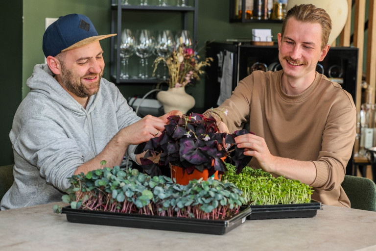 Hannovers Köche mit frischen Kräutern und Microgreens in der Küche Hannovers Köche bei der Auswahl frischer Kräuter und Microgreens in einer modernen Küche